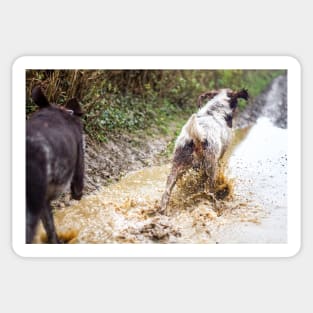 Splashing through a puddle Spinone Sticker